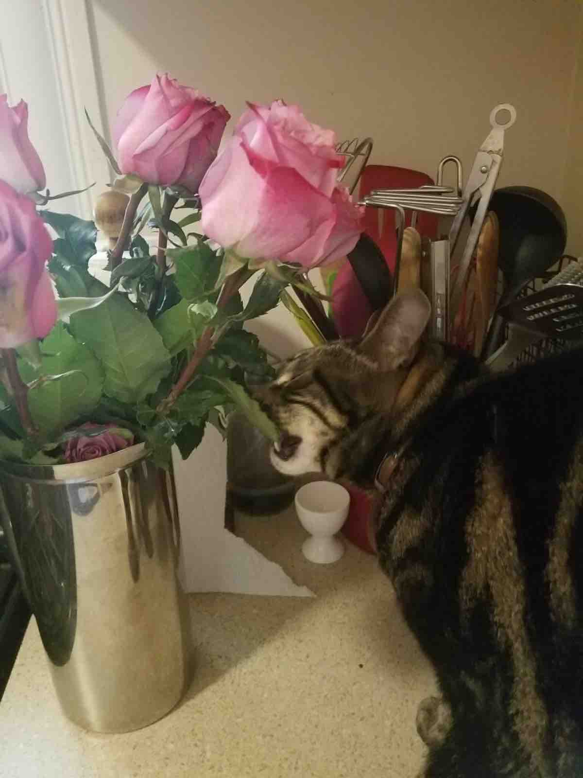 imagejpeg_1